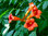 Klettertrompete Campsis radicans 'Indian Summer' Pflanze 35-40cm veredelt