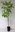 Klettertrompete Campsis radicans 'Indian Summer' Pflanze 45-50cm veredelt