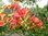 Große Klettertrompete Campsis × tagliabuana 'Mme Galen' Pflanze 45-50cm veredelt