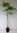 Große Klettertrompete Campsis × tagliabuana 'Mme Galen' Pflanze 45-50cm veredelt