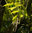 Gold-Trompetenbaum Catalpa bignonioides 'Aurea' Pflanze 45-50cm Beamtenbaum