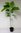 Gold-Trompetenbaum Catalpa bignonioides 'Aurea' Pflanze 55-60cm Beamtenbaum