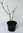 Trompetenbaum Chitalpa tashkentensis 'Summer Bells' Pflanze 25-30cm Rarität