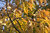 Kakipflaume Diospyros virginiana Pflanze 25-30cm Persimone Götterfrucht Rarität