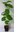 Kakipflaume Diospyros virginiana Pflanze 25-30cm Persimone Götterfrucht Rarität