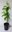 Mispel Mespilus germanica 'Nottingham' Pflanze 45-50cm veredelt Asperl Mispelche