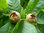 Mispel Mespilus germanica 'Nottingham' Pflanze 35-40cm veredelt Asperl Mispelche