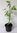 Koreanische Zwerg-Maulbeere Morus acidosa 'Mulle' Pflanze 15-20cm Maulbeerbaum