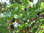 Koreanische Zwerg-Maulbeere Morus acidosa 'Mulle' Pflanze 25-30cm Maulbeerbaum