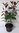 Zwerg-Blutpflaume Prunus cistena Pflanze 25-30cm Blutpflaume Zwergblutpflaume