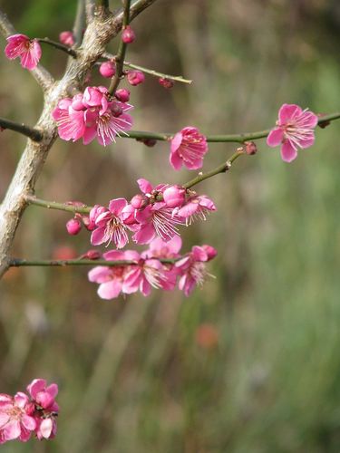 Japanische Zier-Aprikose Prunus mume ‘Beni-chi-dori’ Pflanze 15-20cm Rarität