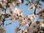 Fujikirsche Prunus incisa 'Kojou-no-mai' Pflanze 15-20cm März-Kirsche Rarität