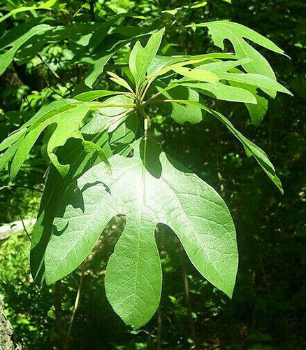 Fenchelholzbaum Sassafras albidum Pflanze 35-40cm Sassafrasbaum Rarität