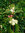 Schneebeere Symphoricarpos doorenbosii 'White Hedge' Pflanze 15-20cm Rarität