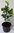 Edelflieder Syringa vulgaris 'Charles Joly' Pflanze 25-30cm lila Flieder Rarität