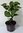 Edelflieder Syringa vulgaris 'Mme Lemoine' Pflanze 25-30cm weiß Flieder Rarität