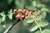 Zahnwehstrauch Zanthoxylum americanum Pflanze 45-50cm Täuschende Stachelesche