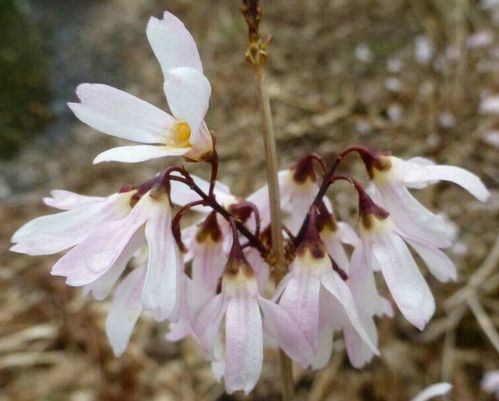 Rosenforsythie Abeliophyllum distichum 'Roseum' Pflanze 5-10cm rosa Forsythie