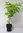 Rosenforsythie Abeliophyllum distichum 'Roseum' Pflanze 15-20cm rosa Forsythie