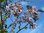 Catalpenblättriger Blauglockenbaum Paulownia catalpifolia Pflanze 35-40cm