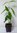 Chinesische Winterblüte Chimonanthus praecox Pflanze 15-20cm Calycanthus praecox