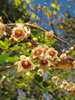 Chinesische Winterblüte Chimonanthus praecox Pflanze 25-30cm Calycanthus praecox