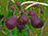 Blaue Pfälzer Fruchtfeige Ficus carica 'Brown Turkey' Pflanze 15-20cm Feigenbaum