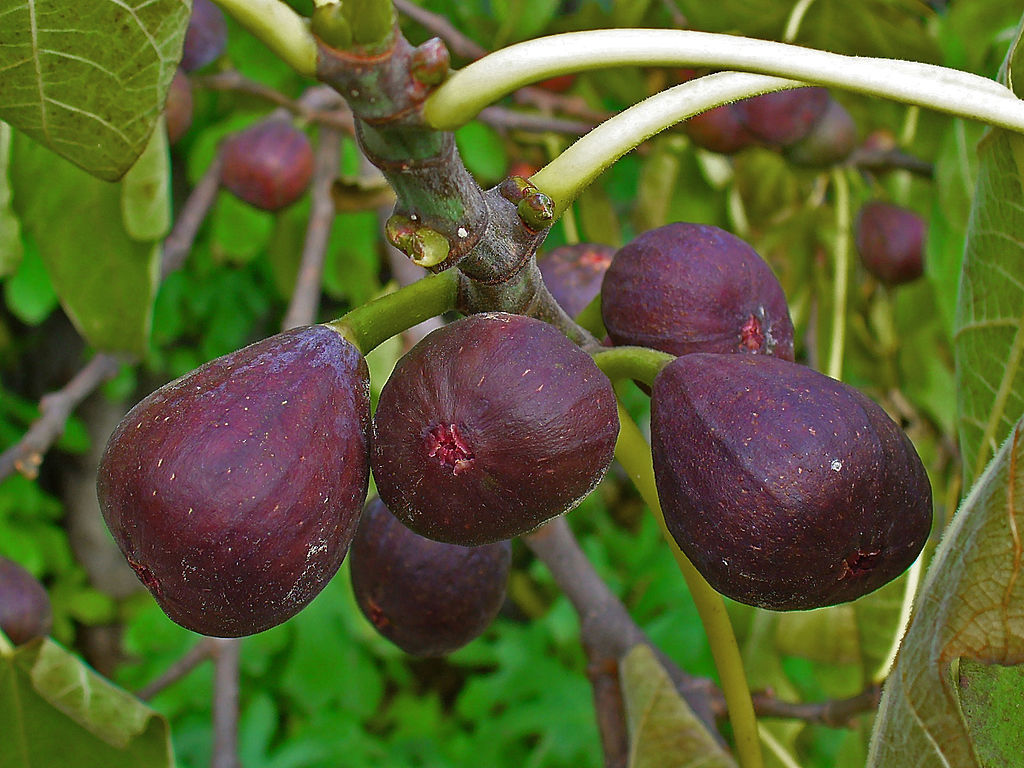 Fruchtfeige Turkey\' Pflanzenhandel Blaue Feigenbaum - Green Pfälzer Future Ficus Pflanze carica 25-30cm \'Brown