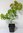 Sieben-Söhne-des-Himmels-Strauch Heptacodium miconioides Pflanze 15-20cm Rarität
