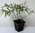 Sanddorn Hippophae rhamnoides 'Askola' Pflanze 15-20cm Seedorn Haffdorn Rarität