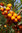 Sanddorn Hippophae rhamnoides 'Askola' Pflanze 5-10cm Seedorn Haffdorn Rarität