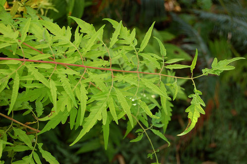 Essigbaum Rhus typhina 'Tiger Eyes' Pflanze 15-20cm Hirschkolbensumach Rarität