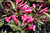 Zwerg-Weigelie Weigela florida 'All Summer Red' Pflanze 15-20cm Rarität