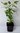 Rotblättrige Weigelie Weigela florida 'Ebony and Ivory' Pflanze 15-20cm Rarität