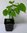 Chinesischer Judasbaum Cercis chinensis 'Avondale' Pflanze 15-20cm Rarität