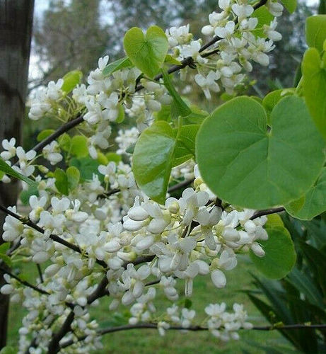 Chinesischer Judasbaum Cercis chinensis 'Shirobana' Pflanze 15-20cm Rarität
