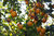 Kakipflaume Diospyros kaki Pflanze 35-40cm Kaki Kakibaum Götterfrucht Rarität