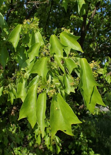 Dreispitz-Ahorn Acer buergerianum Pflanze 35-40cm Dreizahn-Ahorn Burgen-Ahorn