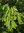 Dreispitz-Ahorn Acer buergerianum Pflanze 45-50cm Dreizahn-Ahorn Burgen-Ahorn