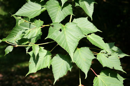 Roter Schlangenhaut-Ahorn Acer capillipes Pflanze 35-40cm Rotstieliger Ahorn