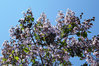 Blauglockenbaum Paulownia elongata Pflanze 5-10cm Kiribaum Kaiserbaum Paulownie