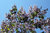 Blauglockenbaum Paulownia elongata Pflanze 15-20cm Kiribaum Kaiserbaum Paulownie