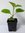 Blauglockenbaum Paulownia elongata Pflanze 35-40cm Kiribaum Kaiserbaum Paulownie