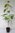 Aufrechte Scheinkamelie Stewartia rostrata Pflanze 35-40cm Scheinkamelie Rarität