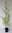 Japanischer Storaxbaum Styrax japonicus Pflanze 35-40cm Schneeglöckchenbaum