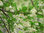 Japanischer Storaxbaum Styrax japonicus Pflanze 45-50cm Schneeglöckchenbaum