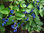 Saphirbeere Symplocos paniculata Pflanze 5-10cm Asiatisches Süßblatt Rarität