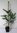 Koreatanne Abies koreana Pflanze 5-10cm Korea-Tanne Tanne Rarität