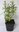Gemeiner Bocksdorn Lycium barbarum Pflanze 5-10cm Goji-Beere Goji Wolfsbeere