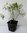 Sanddorn Hippophae rhamnoides Pflanze 5-10cm Seedorn Zitrone des Nordens